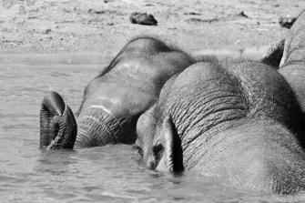 ZOO-11.jpg